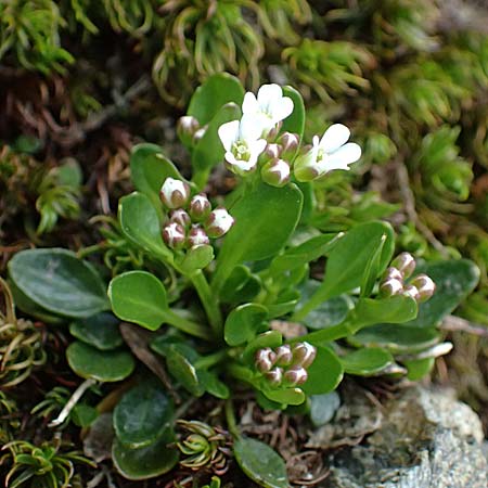 Cardamine alpina \ Alpen-Schaumkraut, A Kolm Saigurn 2.7.2025
