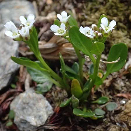 Cardamine alpina \ Alpen-Schaumkraut, A Kolm Saigurn 2.7.2025