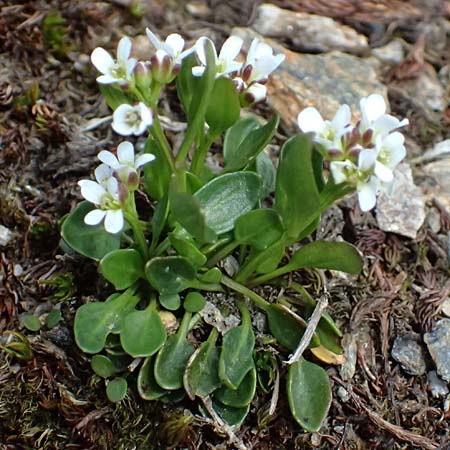 Cardamine alpina \ Alpen-Schaumkraut, A Kolm Saigurn 2.7.2025