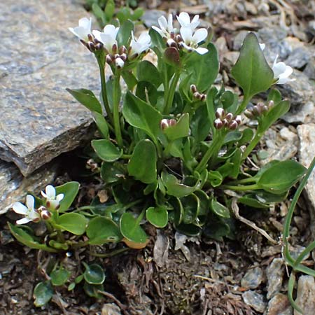 Cardamine alpina \ Alpen-Schaumkraut, A Kolm Saigurn 2.7.2025