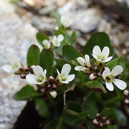 Cardamine alpina \ Alpen-Schaumkraut, A Kolm Saigurn 2.7.2025