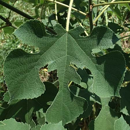 Broussonetia papyrifera \ Papier-Maulbeere, Japanischer Papierbaum / Paper Mulberry, A Wien 13.8.2025