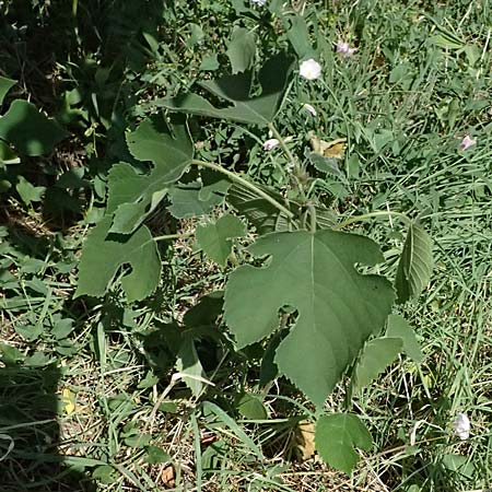 Broussonetia papyrifera \ Papier-Maulbeere, Japanischer Papierbaum / Paper Mulberry, A Wien 13.8.2025