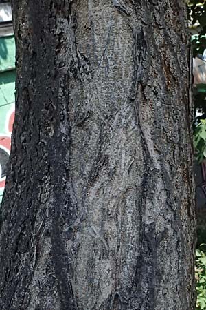 Broussonetia papyrifera \ Papier-Maulbeere, Japanischer Papierbaum / Paper Mulberry, A Wien 13.8.2025