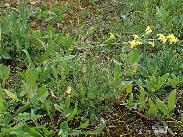 Sisymbrium volgense \ Wolga-Rauke, A Wien-Stammersdorf 13.6.2026