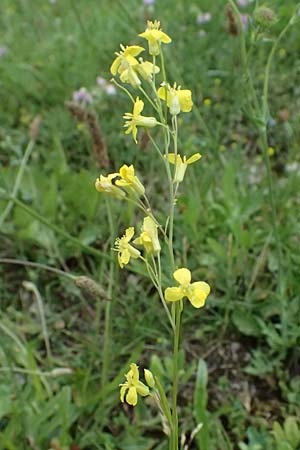 Sisymbrium volgense \ Wolga-Rauke, A Wien-Stammersdorf 13.6.2026