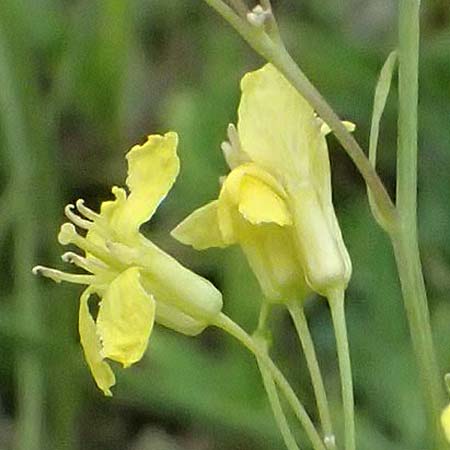 Sisymbrium volgense \ Wolga-Rauke, A Wien-Stammersdorf 13.6.2026