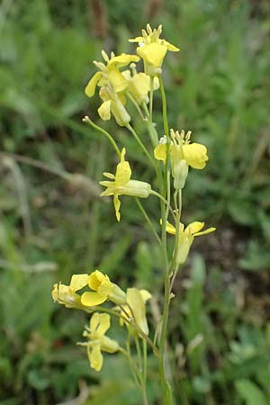 Sisymbrium volgense \ Wolga-Rauke, A Wien-Stammersdorf 13.6.2026
