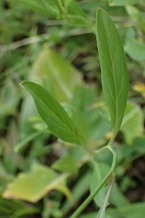 Sisymbrium volgense \ Wolga-Rauke, A Wien-Stammersdorf 13.6.2026