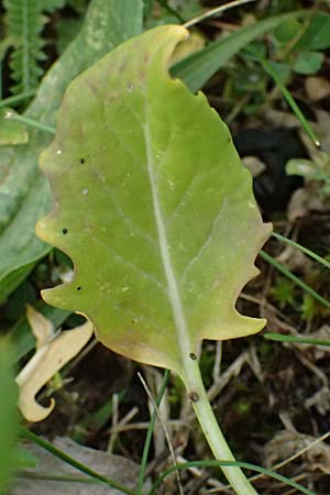 Sisymbrium volgense \ Wolga-Rauke, A Wien-Stammersdorf 13.6.2026