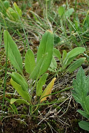 Sisymbrium volgense \ Wolga-Rauke, A Wien-Stammersdorf 13.6.2026