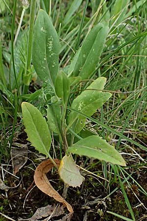 Sisymbrium volgense \ Wolga-Rauke, A Wien-Stammersdorf 13.6.2026