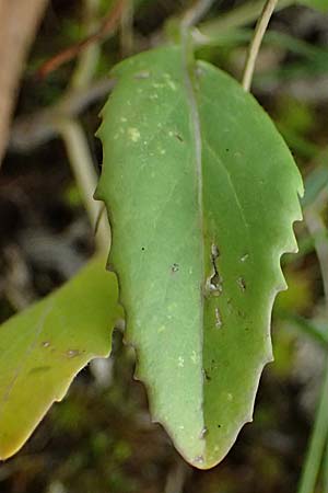 Sisymbrium volgense \ Wolga-Rauke, A Wien-Stammersdorf 13.6.2026