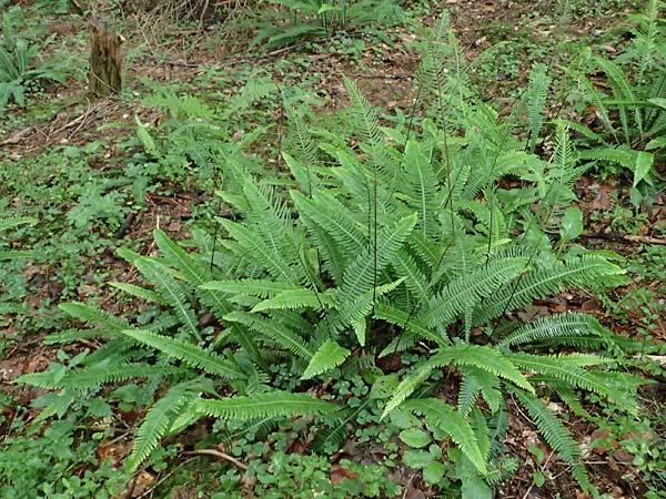 Blechnum spicant \ Gewhnlicher Rippenfarn, A Admont 7.7.2024