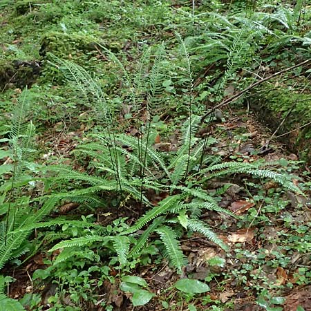 Blechnum spicant \ Gewhnlicher Rippenfarn, A Admont 7.7.2024