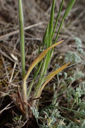 Bromus hordeaceus subsp. thominei \ Thomines Trespe, Dnen-Trespe / Thomine's Brome, A Seewinkel, Apetlon 8.5.2022