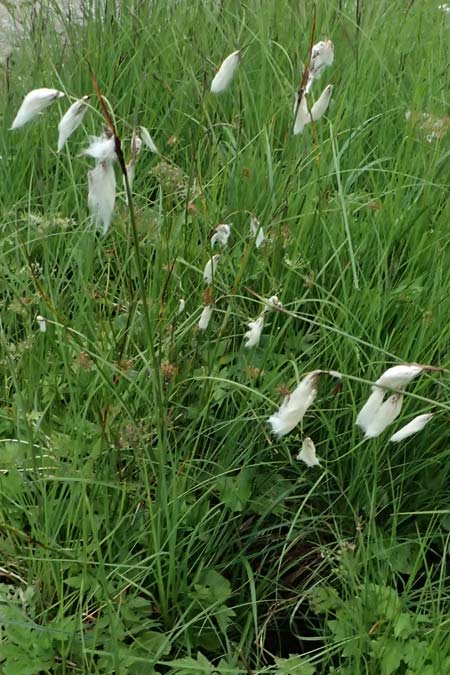 Eriophorum latifolium \ Breitbl�ttriges Wollgras / Broad-Leaved Cotton Grass, A Admont 7.7.2024