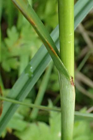 Eriophorum latifolium \ Breitbl�ttriges Wollgras / Broad-Leaved Cotton Grass, A Admont 7.7.2024