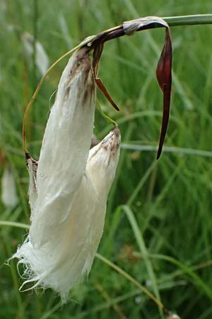 Eriophorum latifolium \ Breitbl�ttriges Wollgras / Broad-Leaved Cotton Grass, A Admont 7.7.2024