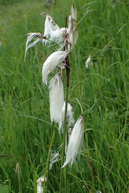 Eriophorum latifolium \ Breitbl�ttriges Wollgras / Broad-Leaved Cotton Grass, A Admont 7.7.2024