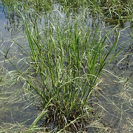 Bolboschoenus yagara \ Verkannte Strandsimse / River Bulrush, A Gm&uuml;nd 11.6.2026