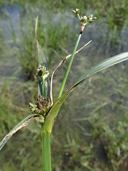 Bolboschoenus yagara \ Verkannte Strandsimse / River Bulrush, A Gm&uuml;nd 11.6.2026