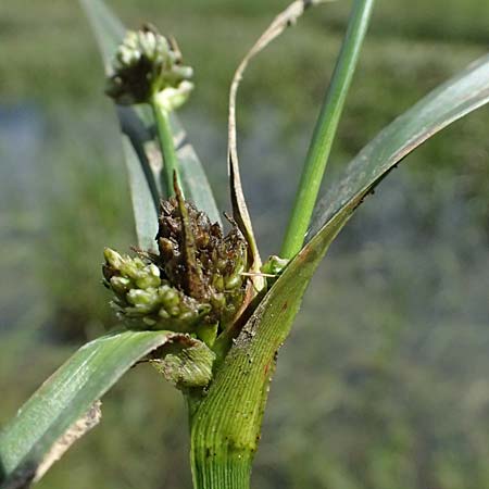 Bolboschoenus yagara \ Verkannte Strandsimse / River Bulrush, A Gm&uuml;nd 11.6.2026