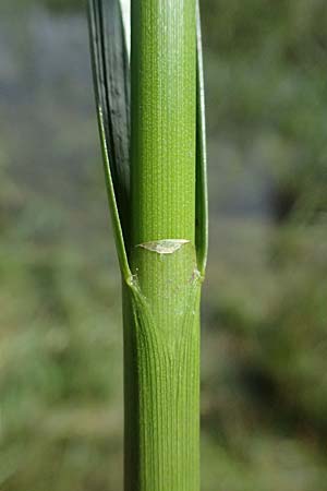 Bolboschoenus yagara \ Verkannte Strandsimse / River Bulrush, A Gm&uuml;nd 11.6.2026