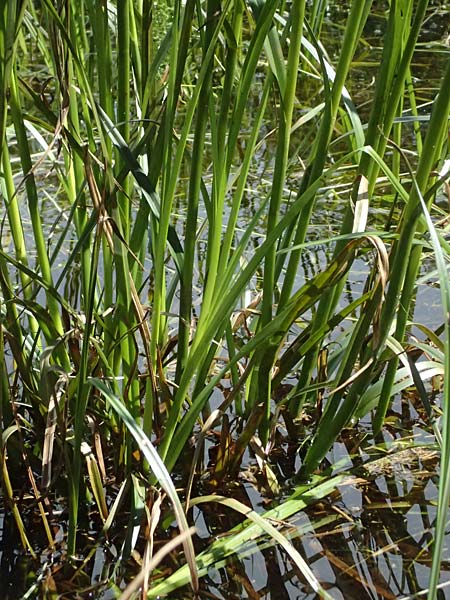 Bolboschoenus yagara \ Verkannte Strandsimse / River Bulrush, A Gm&uuml;nd 11.6.2026