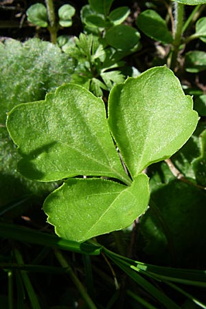 Cardamine trifolia \ Kleebl�ttriges Schaumkraut, Wald-Schaumkraut / Three-Leaved Cuckoo Flower, Trefoil Cress, A Menauer Alm 31.5.2008