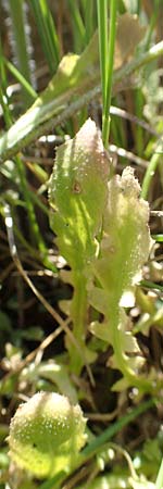 Arabidopsis arenosa \ Sand-, A Kärnten, St. Paul im Lavanttal 16.5.2016