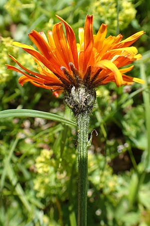 Crepis aurea \ Gold-Pippau, A Tauplitz-Alm 8.7.2020