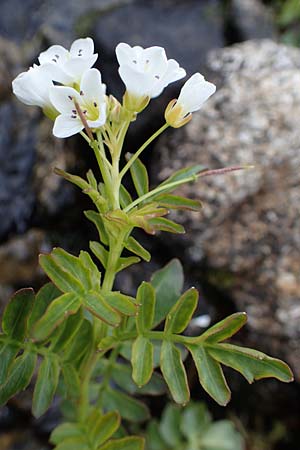 Cardamine amara \ Bitteres Schaumkraut, A Seckauer Tauern, Brandst&auml;tter T&ouml;rl 27.7.2021