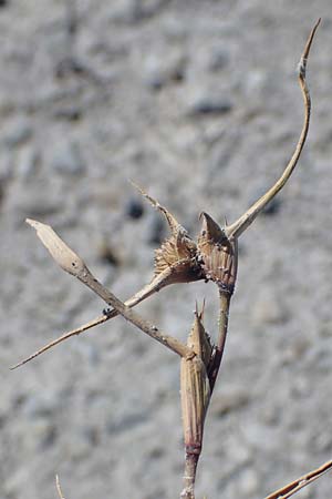 Sporobolus aculeatus \ Starres Dornengras / Prickle Grass, A Seewinkel, Apetlon 26.9.2022