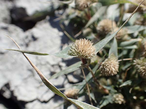 Sporobolus aculeatus \ Starres Dornengras / Prickle Grass, A Seewinkel, Apetlon 26.9.2022