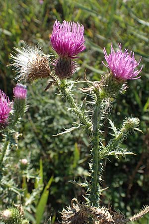 Carduus acanthoides \ Weg-Distel / Welted Thistle, A Seewinkel, Apetlon 23.9.2022