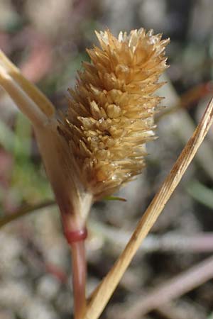 Sporobolus aculeatus \ Starres Dornengras / Prickle Grass, A Seewinkel, Apetlon 26.9.2022