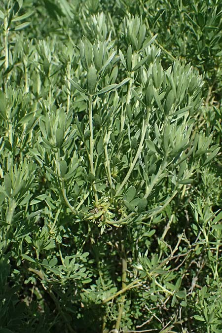 Cytisus austriacus \ sterreichischer Zwerg-Geiklee, A Wien 11.5.2025