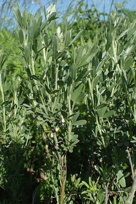 Cytisus austriacus \ sterreichischer Zwerg-Geiklee, A Wien 11.5.2025