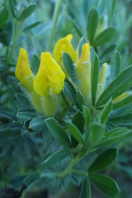 Cytisus austriacus \ sterreichischer Zwerg-Geiklee, A Wien 11.5.2025