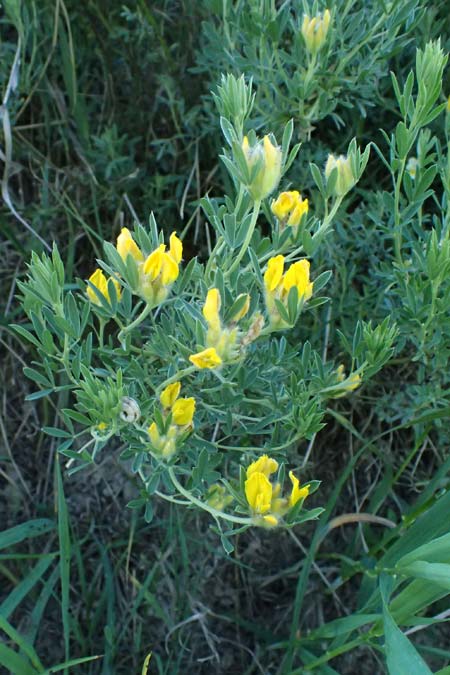 Cytisus austriacus \ sterreichischer Zwerg-Geiklee, A Wien 11.5.2025