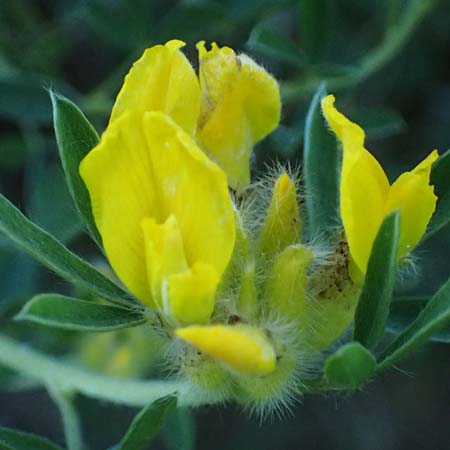 Cytisus austriacus \ sterreichischer Zwerg-Geiklee, A Wien 11.5.2025