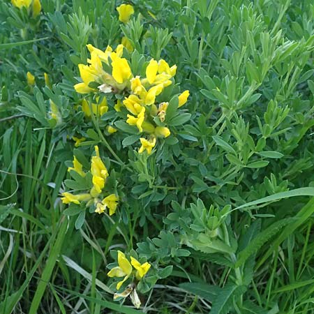 Cytisus austriacus \ sterreichischer Zwerg-Geiklee, A Wien 11.5.2025