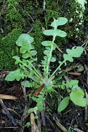 Arabidopsis arenosa \ Sand-, A Fronleiten 13.5.2025