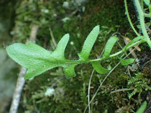 Arabidopsis arenosa \ Sand-, A Fronleiten 13.5.2025