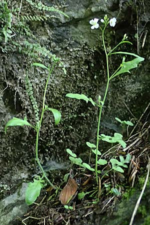 Arabidopsis arenosa \ Sand-, A Fronleiten 13.5.2025