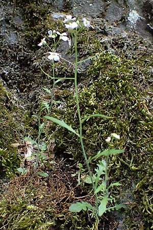 Arabidopsis arenosa \ Sand-, A Fronleiten 13.5.2025