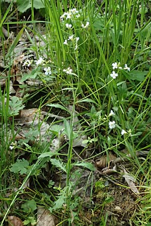 Arabidopsis arenosa \ Sand-, A Fronleiten 13.5.2025