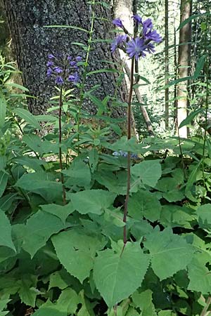 Cicerbita alpina \ Alpen-Milchlattich, Blaue Sau-Distel / Alpine Blue Sow-Thistle, A Krimml 1.7.2025