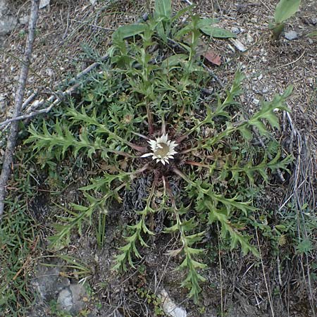 Carlina acaulis \ Silberdistel, Eberwurz / Stemless Carline Thistle, A Heiligenblut 11.8.2025